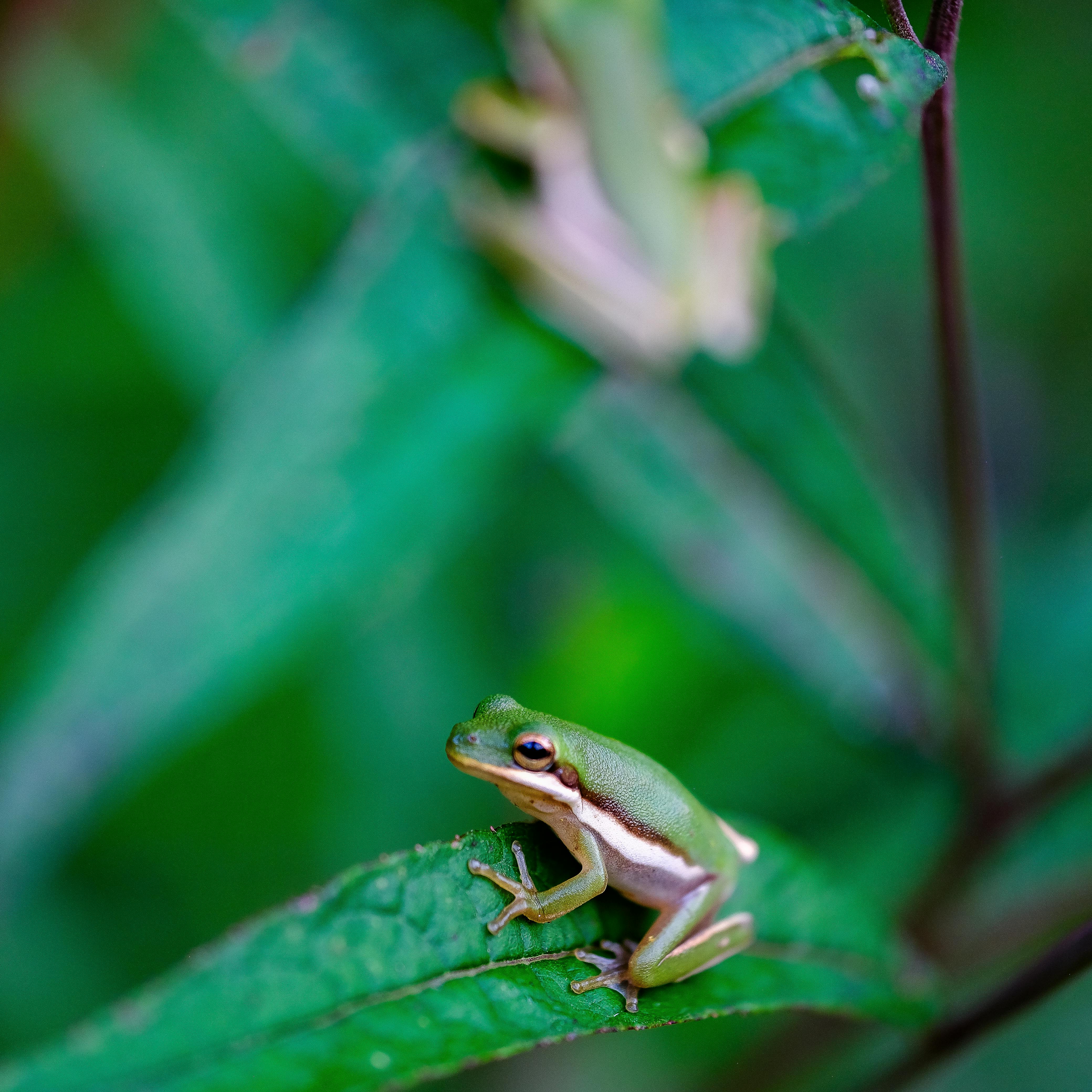 a green tree frog stares into the camera while its friend jumps away
