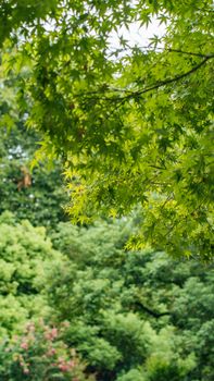 Bright green maple leaves in an outdoor park during summer, showcasing lush natural beauty.