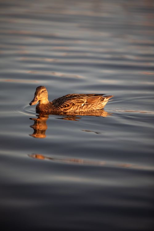 Free A serene scene of a mallard duck gliding across a reflective lake surface. Stock Photo