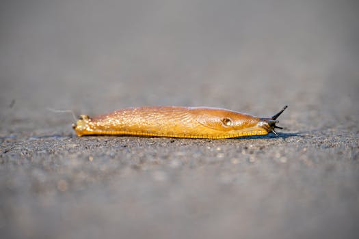 Detailed shot of a slug with texture on a wet outdoor surface.