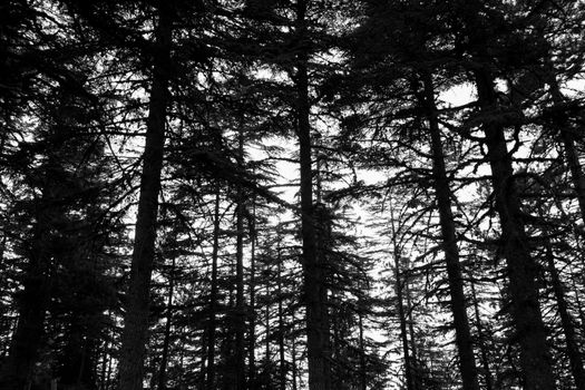 Dramatic black and white photograph of a misty evergreen forest with towering pine trees.