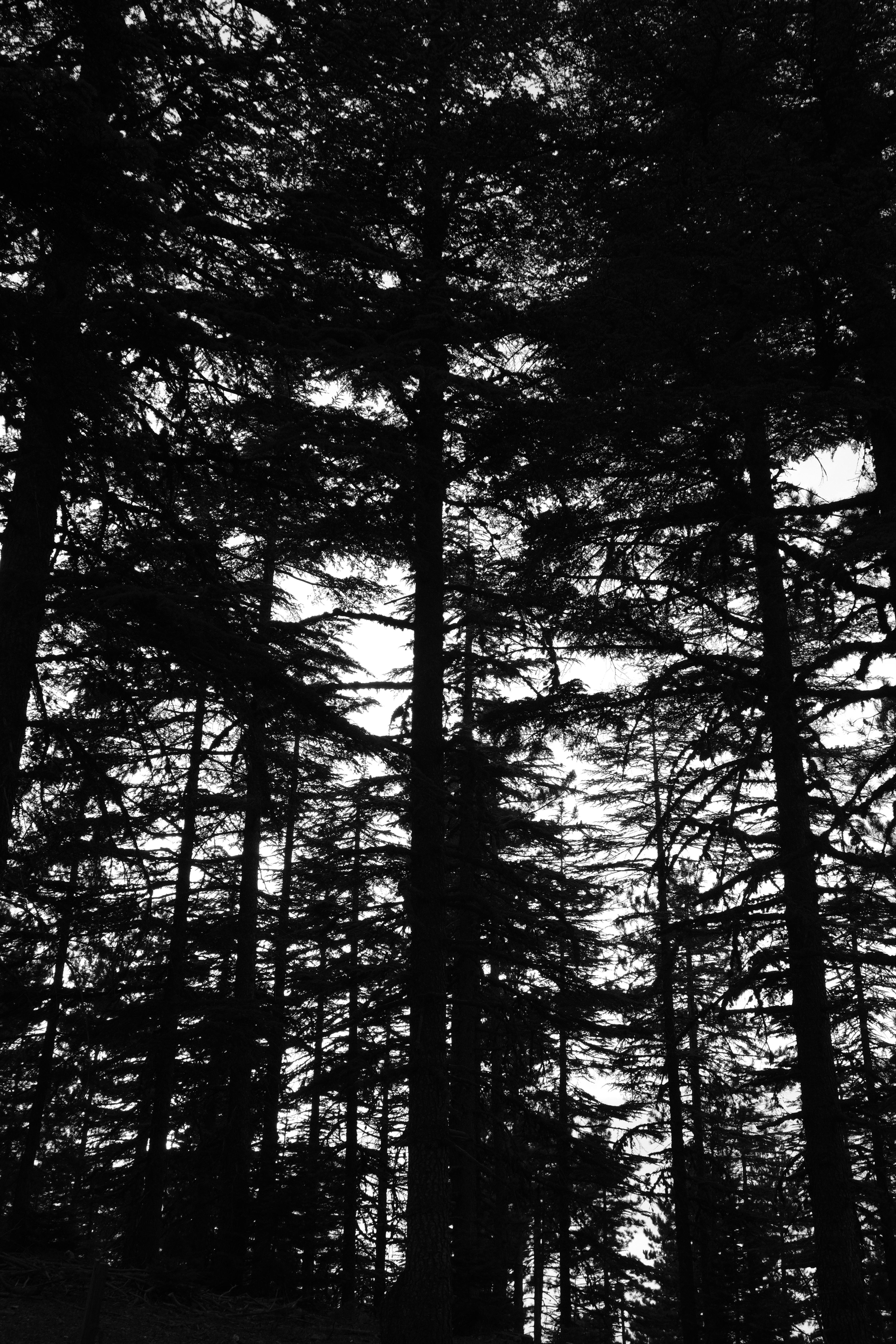 Black and white silhouette of towering conifer trees in a foggy winter forest.