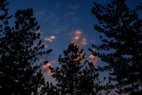 Free Silhouetted pine trees under a twilight sky with soft clouds, capturing a tranquil evening ambiance. Stock Photo