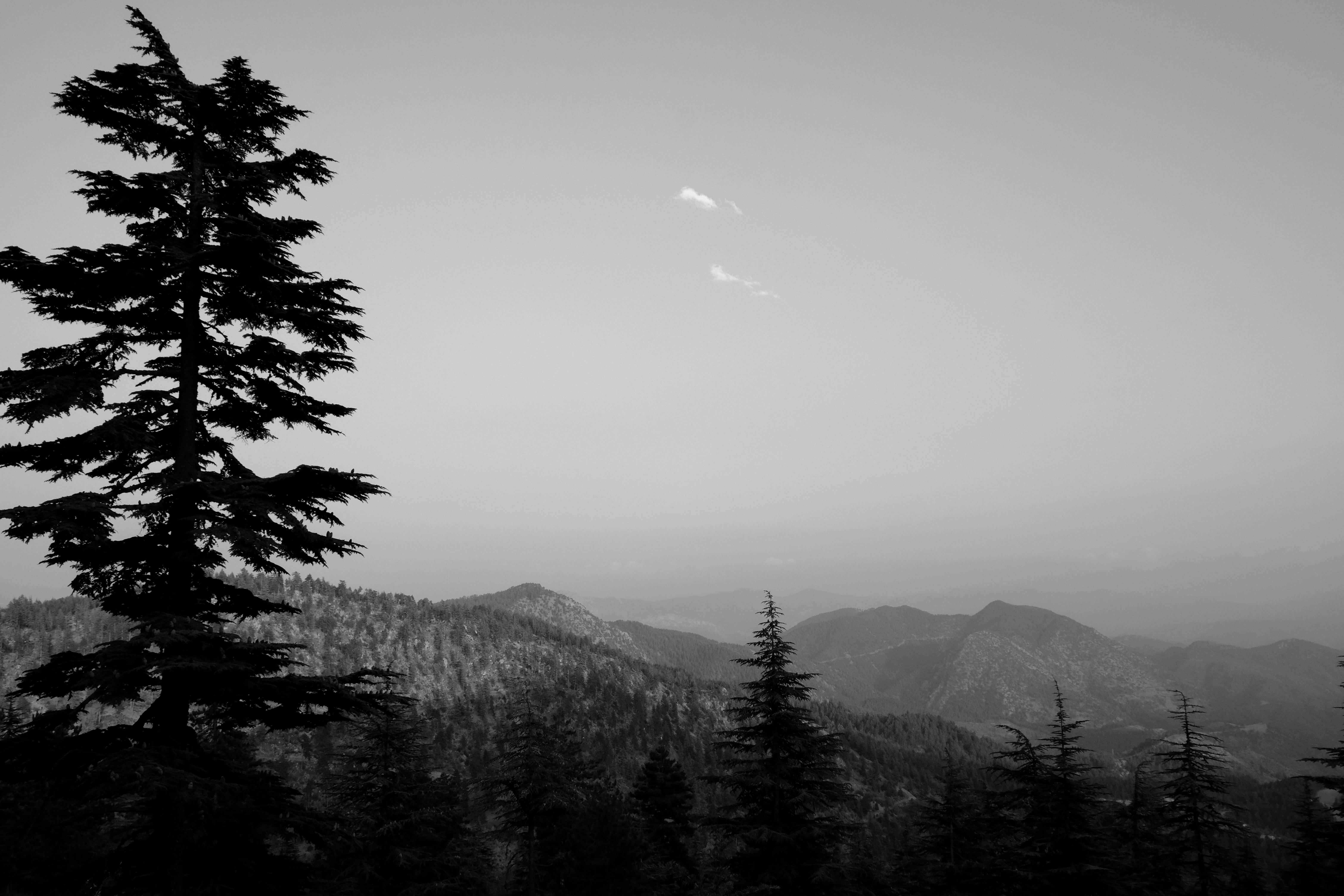 Black and white image showcasing serene mountain vista with evergreen trees.