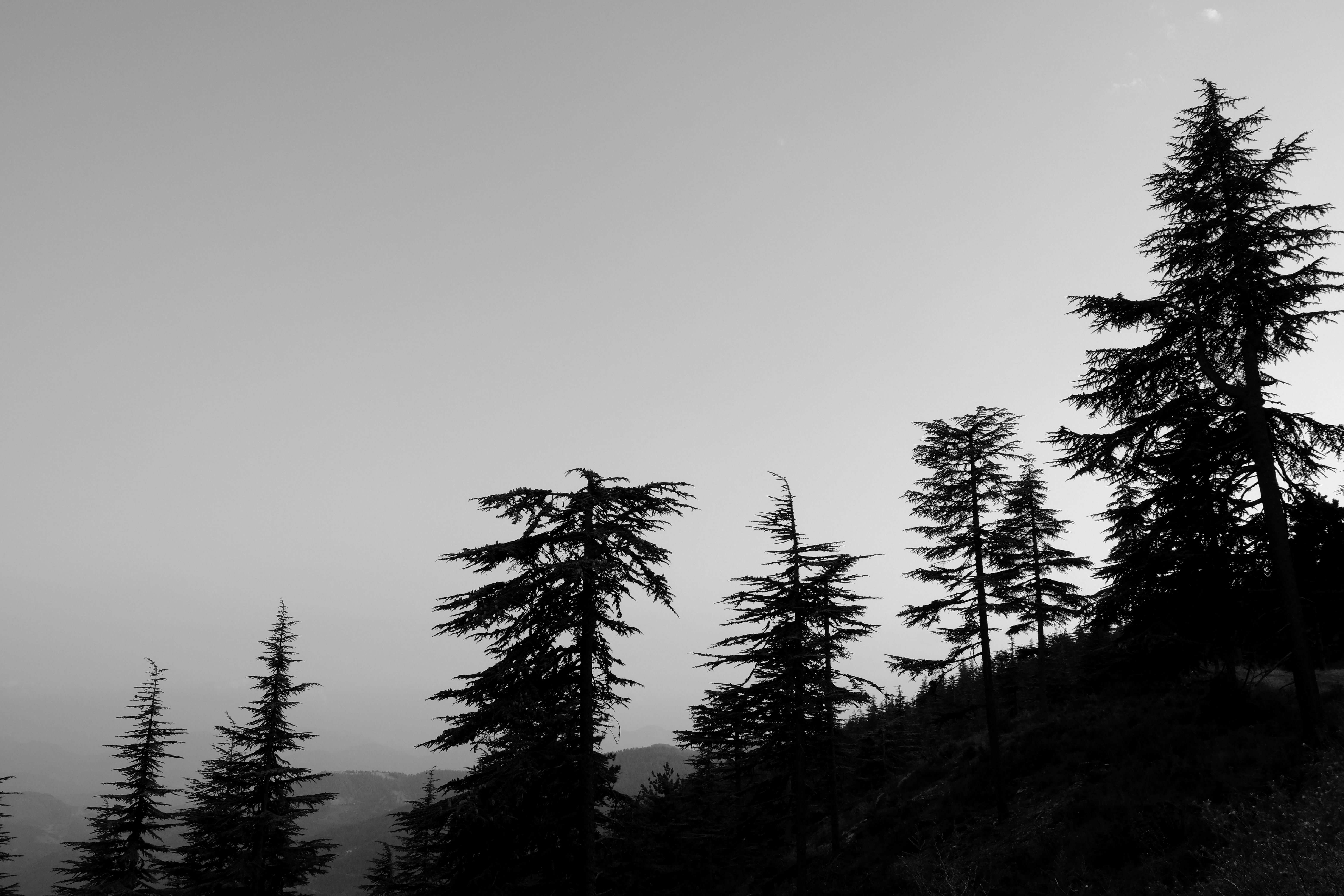 Black and white photograph of trees on a hill · Free Stock Photo