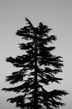Silhouette of a tall evergreen tree against a gray winter sky, emphasizing solitude.