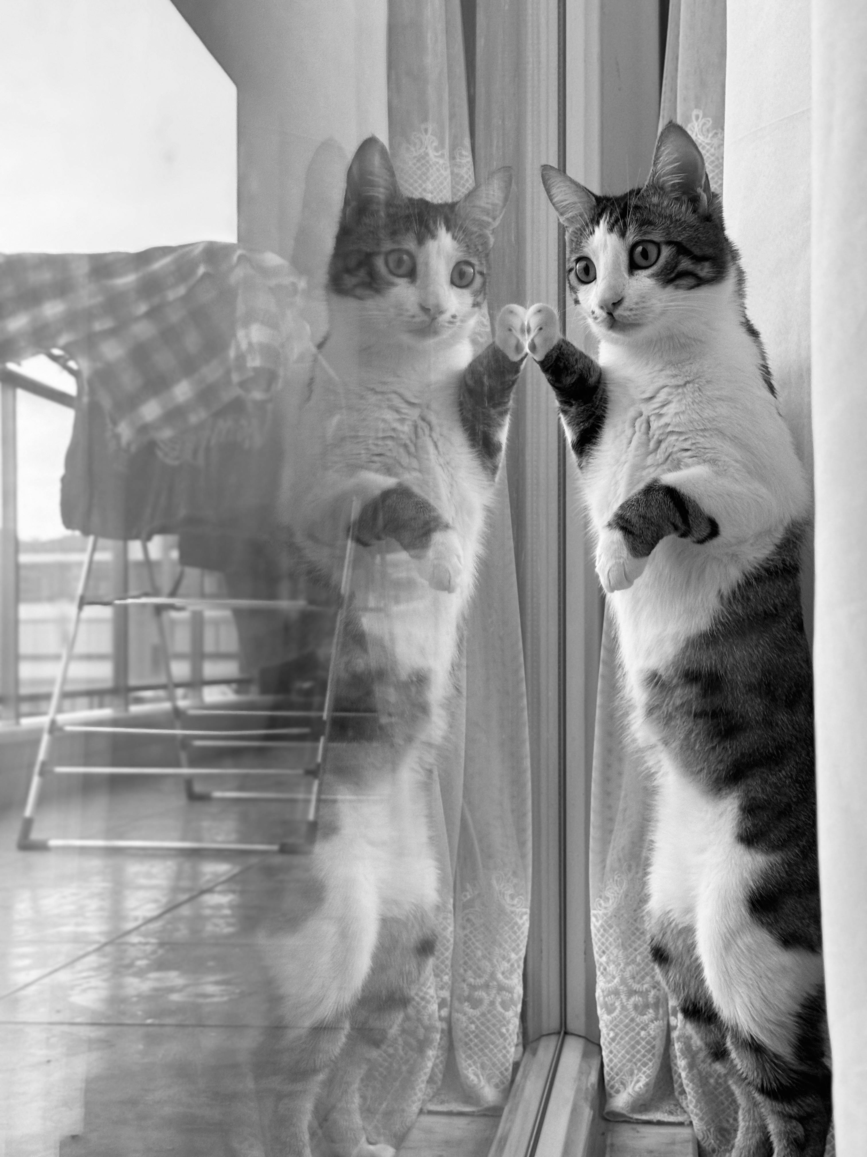 A cat is standing on the window sill looking out