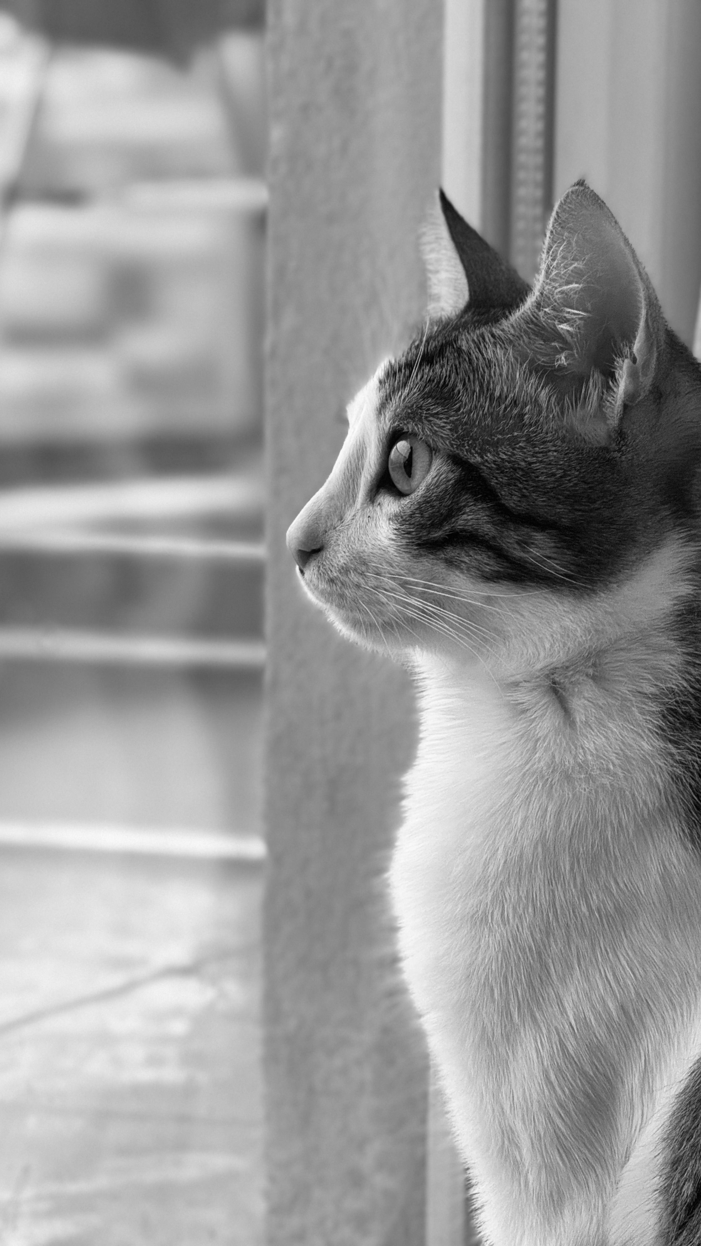 A black and white portrait of a curious tabby cat looking out a window, showcasing its profile and whiskers.