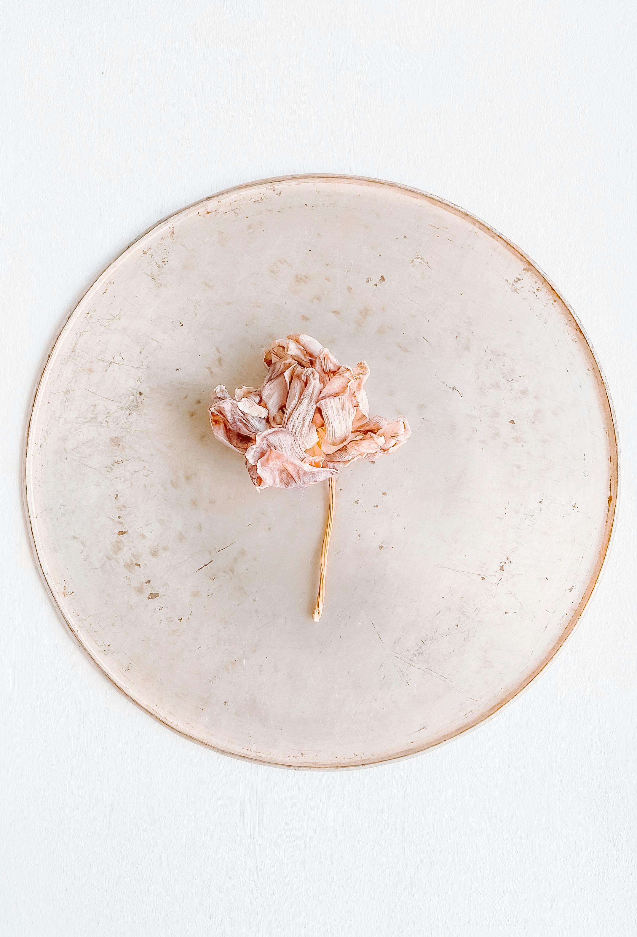 A single dried flower artistically placed on a round plate against a light background, emphasizing simplicity and minimalism.