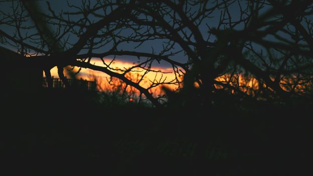 A scenic silhouette of tree branches against a vibrant sunset sky, capturing the beauty of nature in twilight.