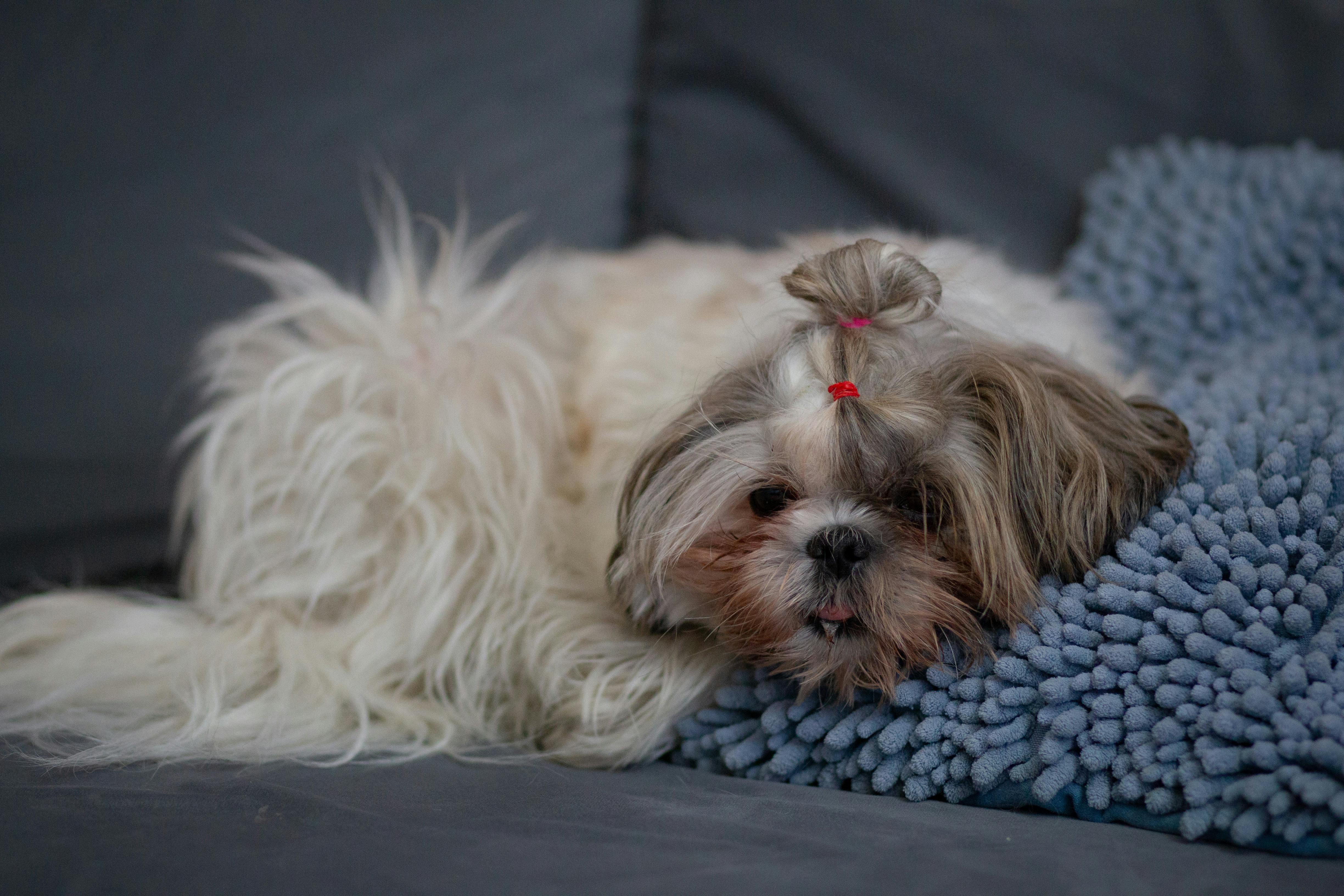 pet care pet grooming — Photo by olga Volkovitskaia on Pexels