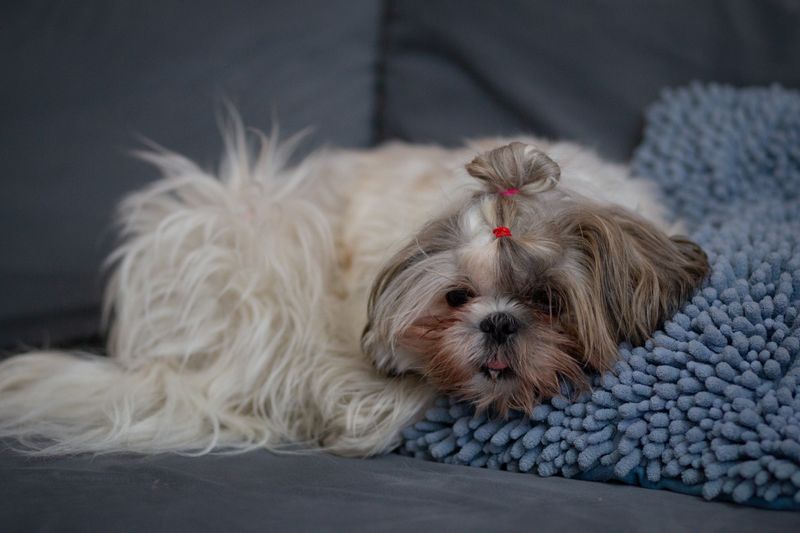 Milo - photo 1