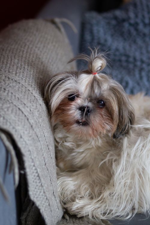Free Cute Shih Tzu dog with fluffy fur lounging on a cozy blanket indoors. Stock Photo