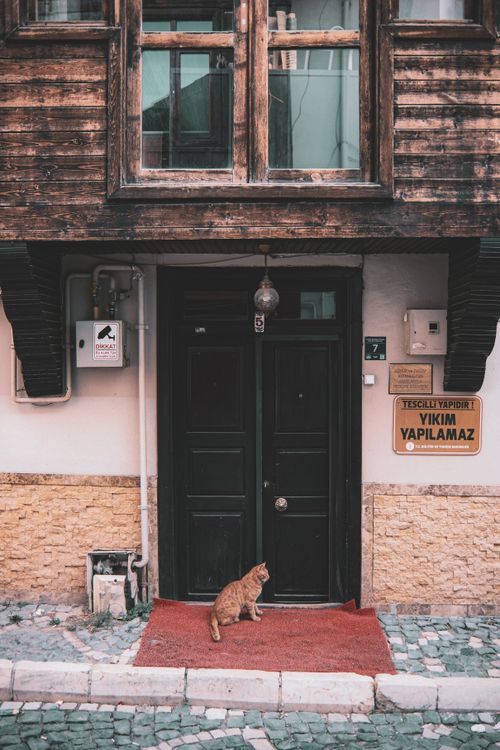 Free Traditional wooden facade with red cat at door, embodying urban charm and history. Stock Photo