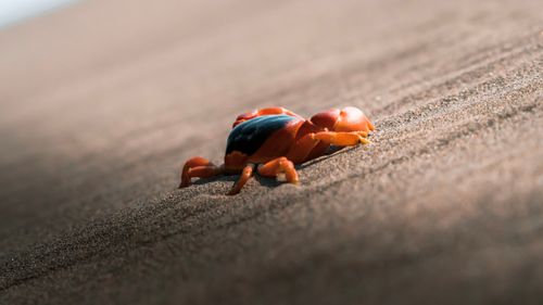 Free Vibrant crab walking on sandy beach in Veracruz, Mexico during daylight. Stock Photo