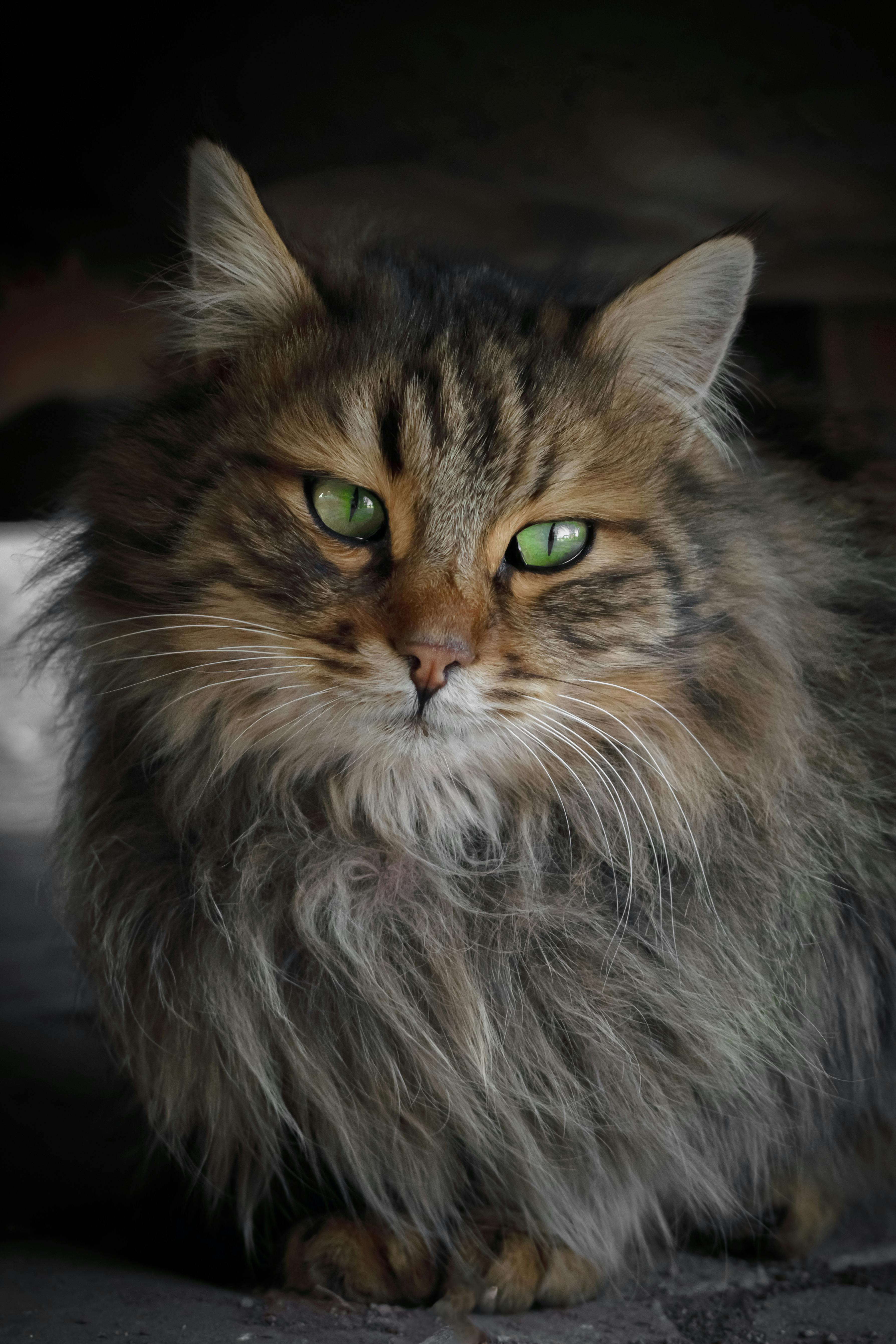 a cat with green eyes sitting on the ground