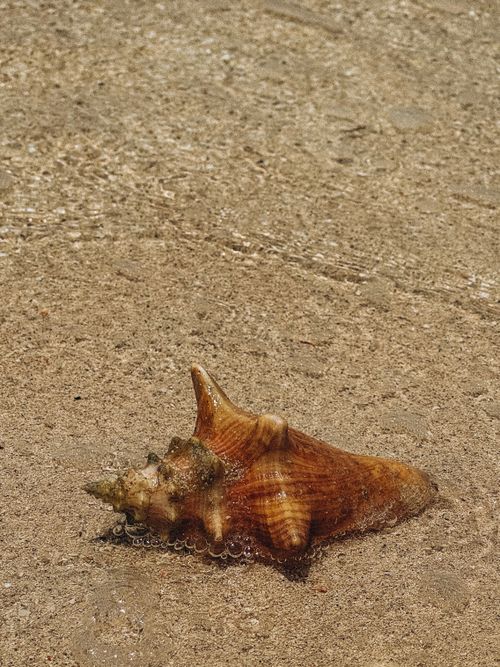 Free A large conch shell sits on the sandy beach, partially submerged by gentle ocean waves. Stock Photo