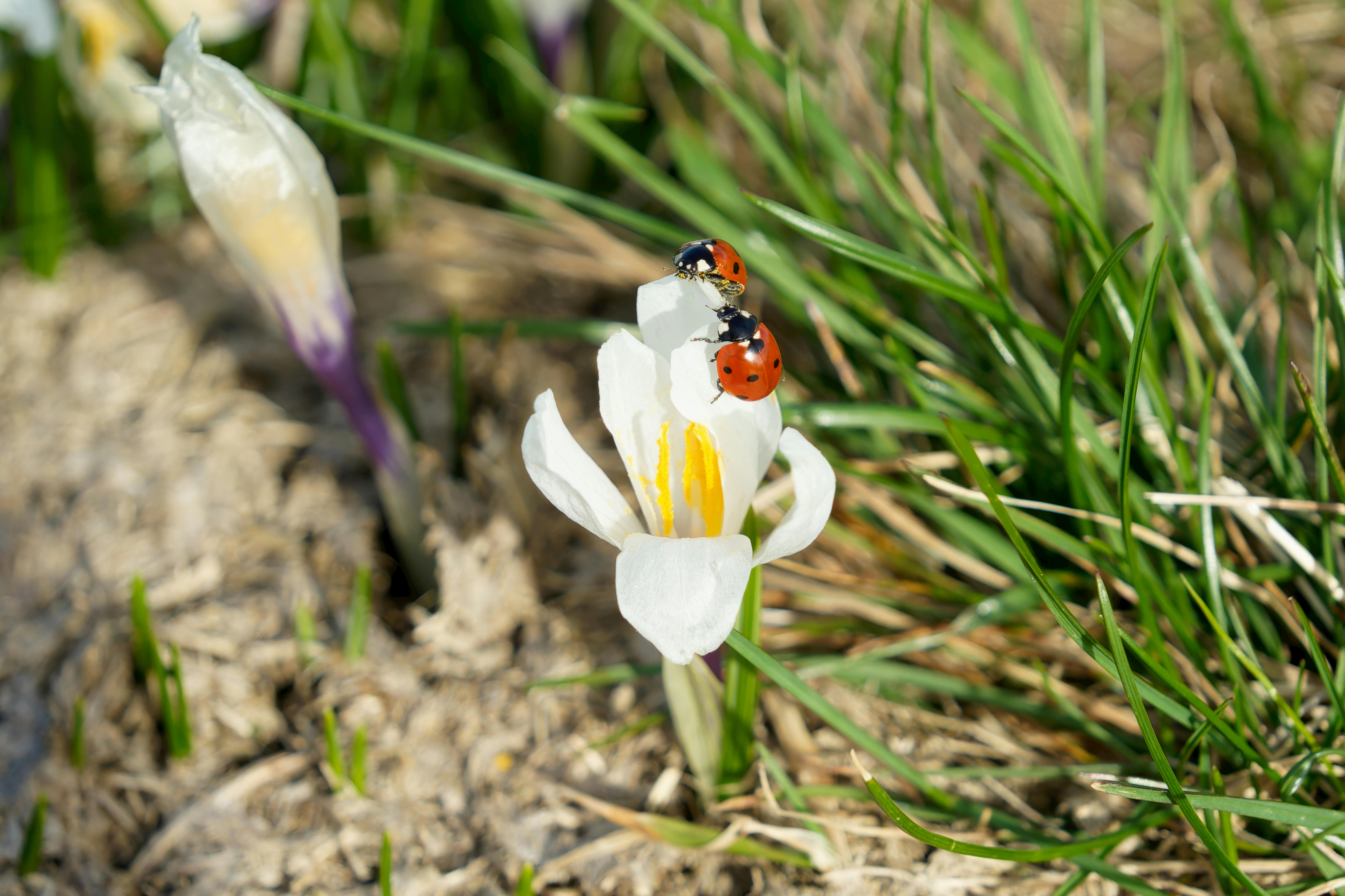 父子聯手中3.52億頭獎！三色貓紅包袋夢中報喜🎉💰