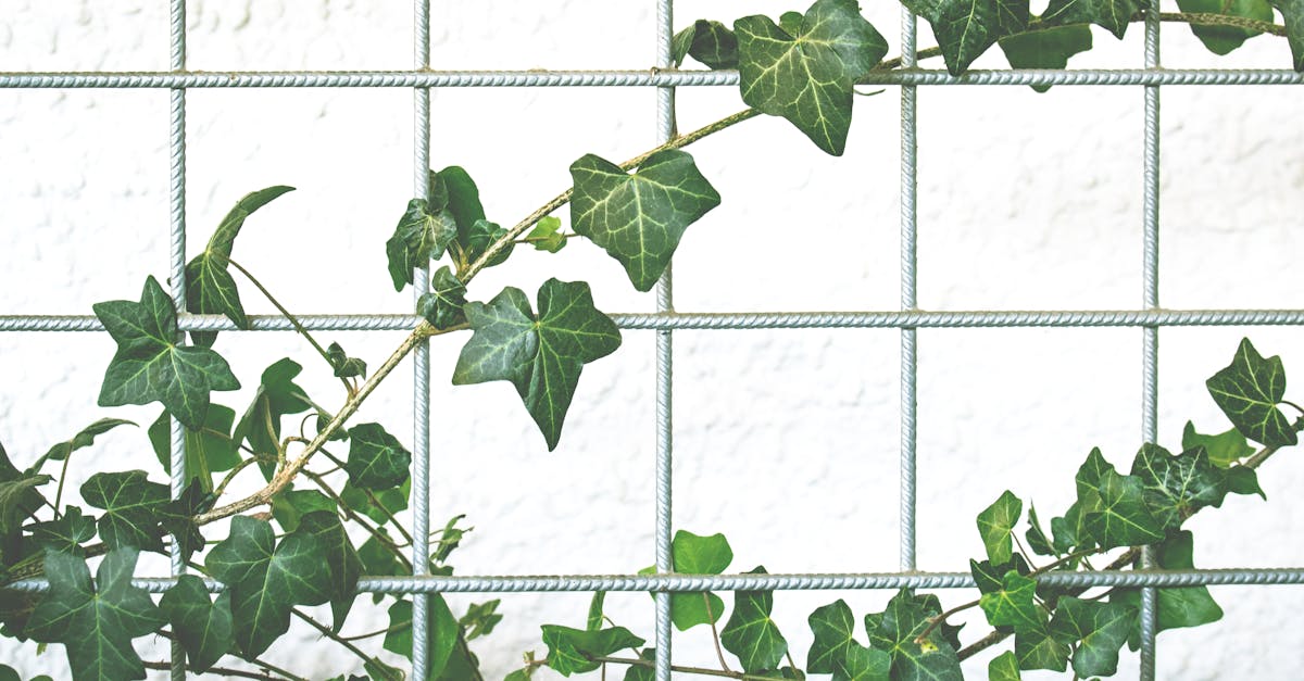 How to start an ivy plant from a cutting