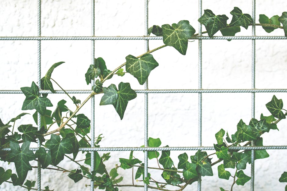 How to start an ivy plant from a cutting