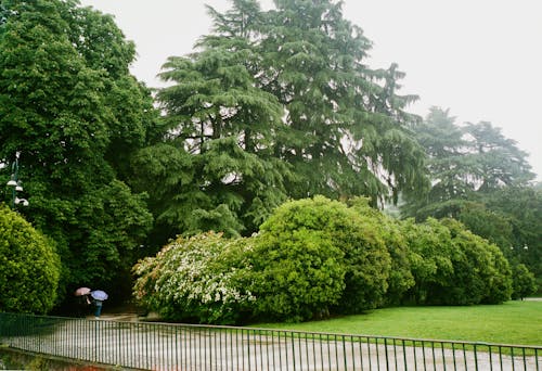 People Walking in a Park