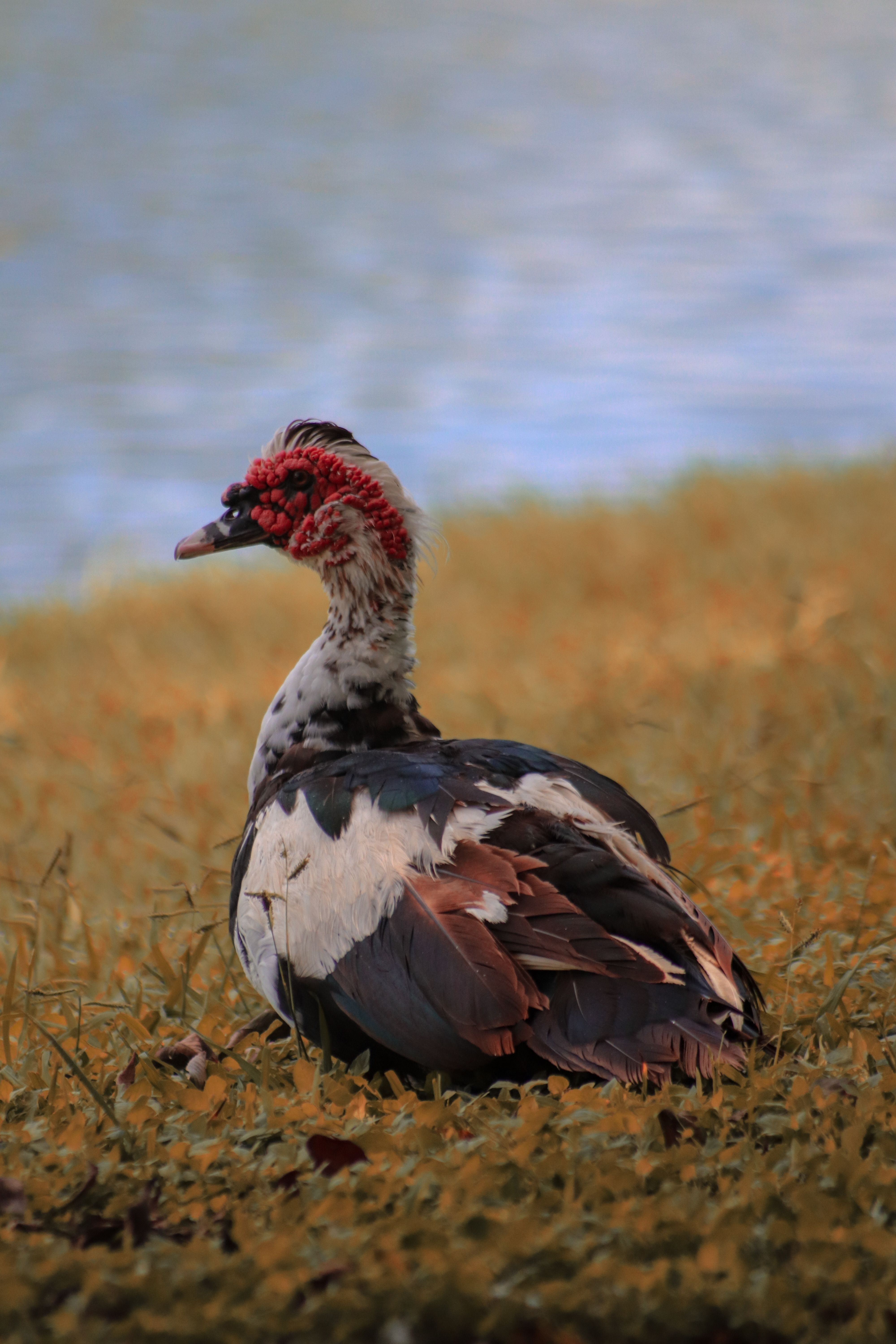 A colorful Muscovy duck resting on grass by a lake during autumn.