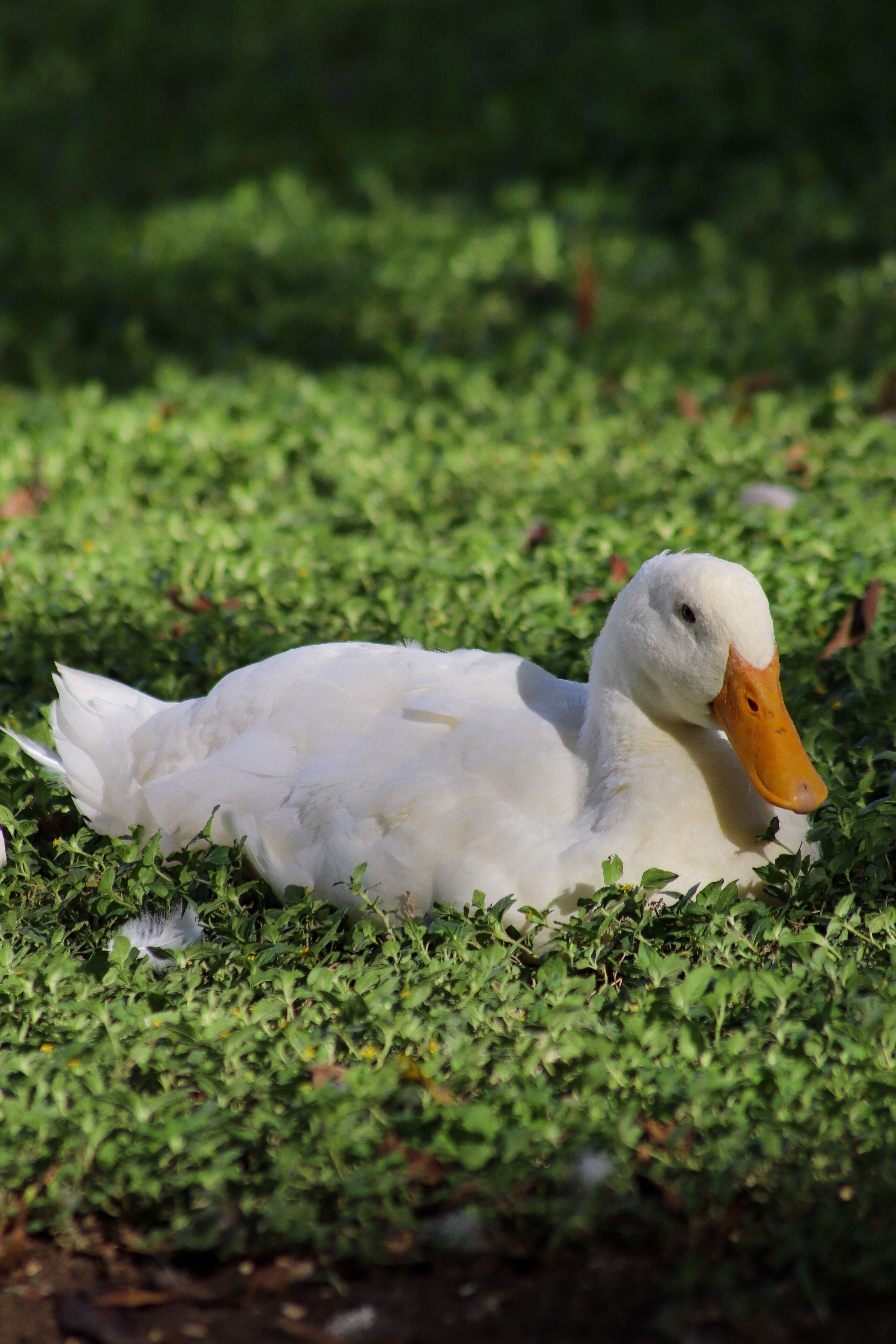 A white duck sitting in the grass with its head down · Free Stock Photo