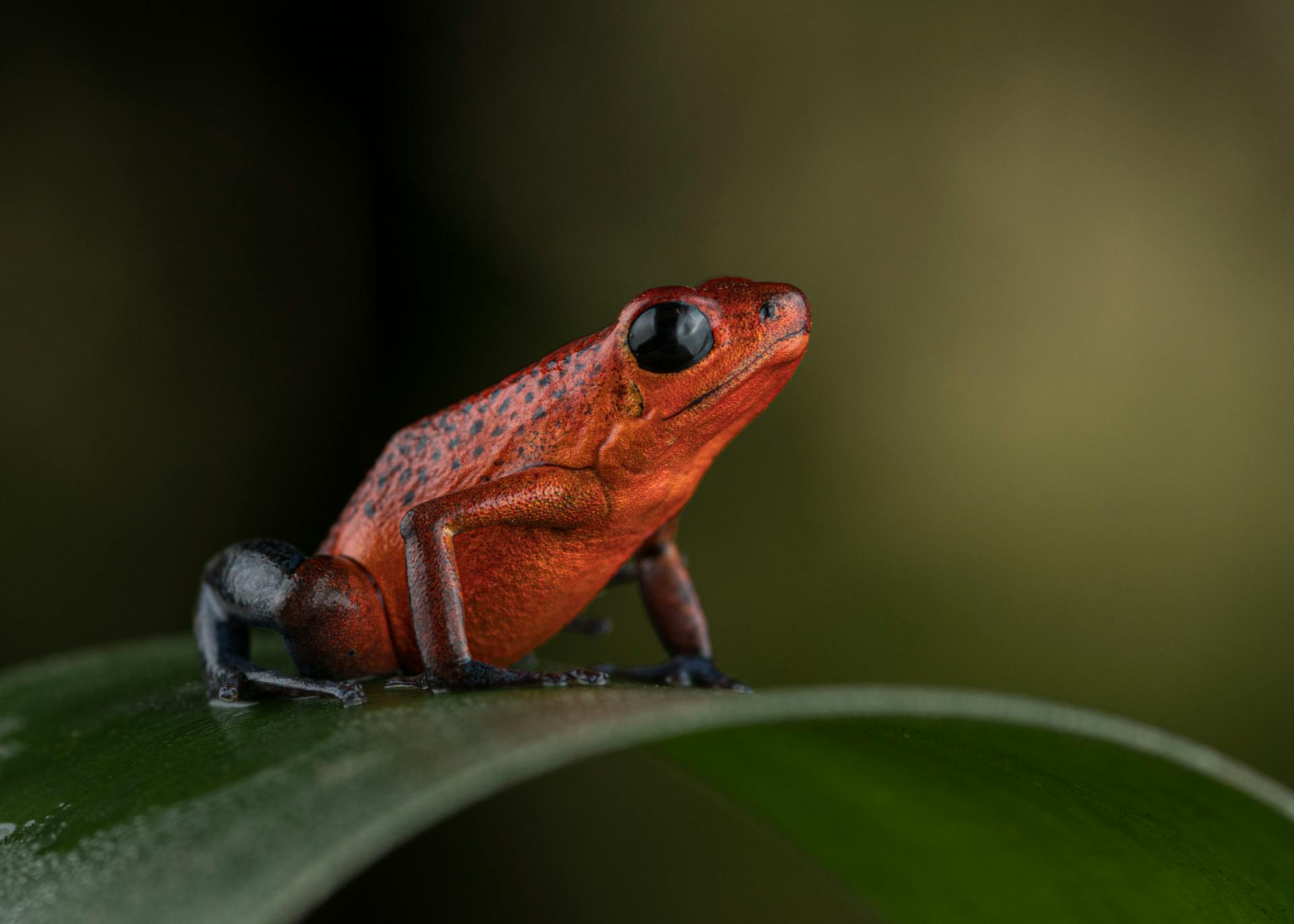 Fauna de costa rica