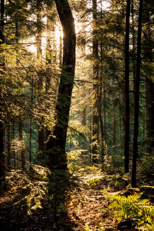 Free Golden sunlight streams through a dense forest, highlighting nature's beauty in autumn. Stock Photo
