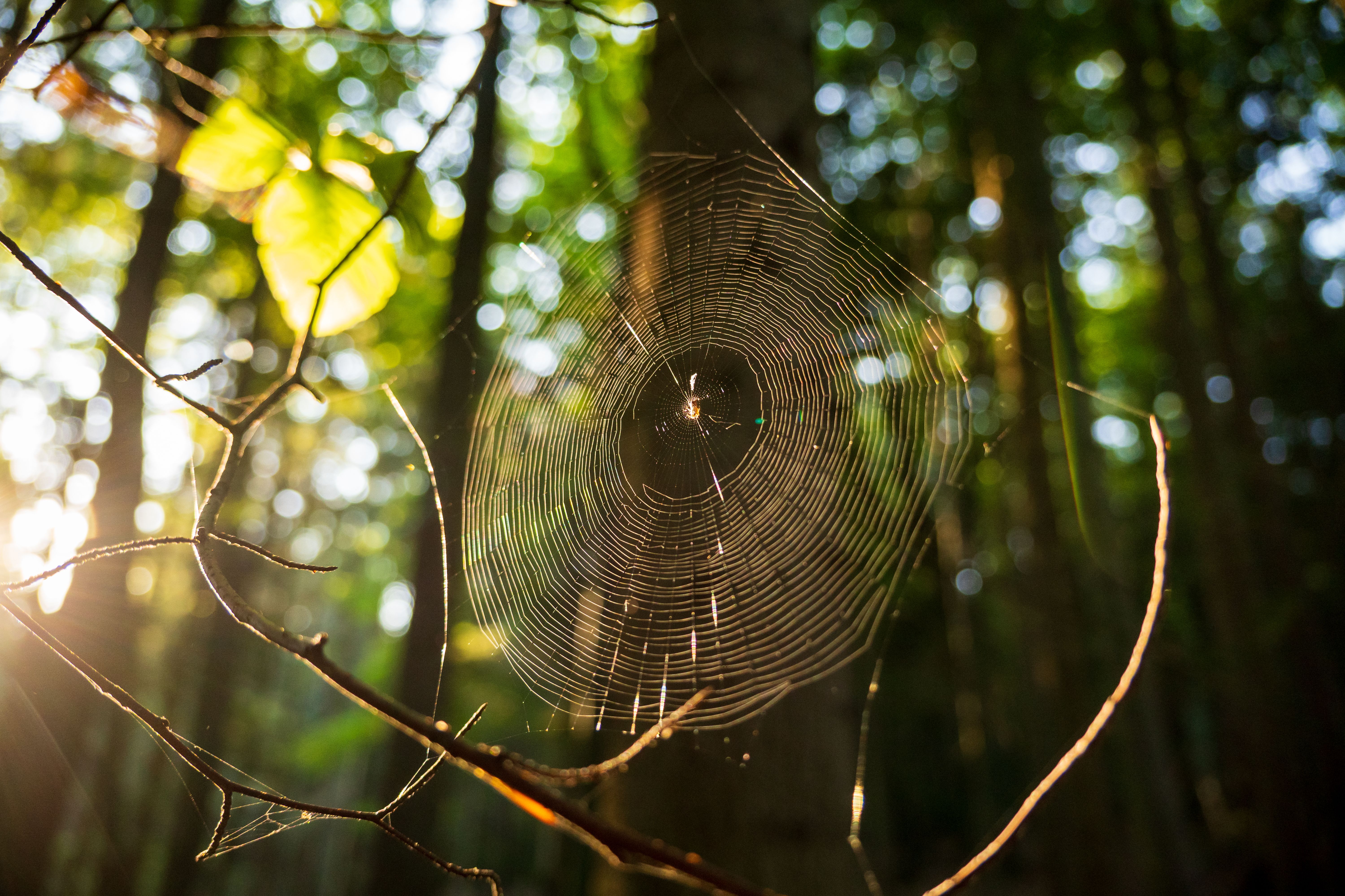 A beautifully illuminated spiderweb with dew in a serene forest during summer.