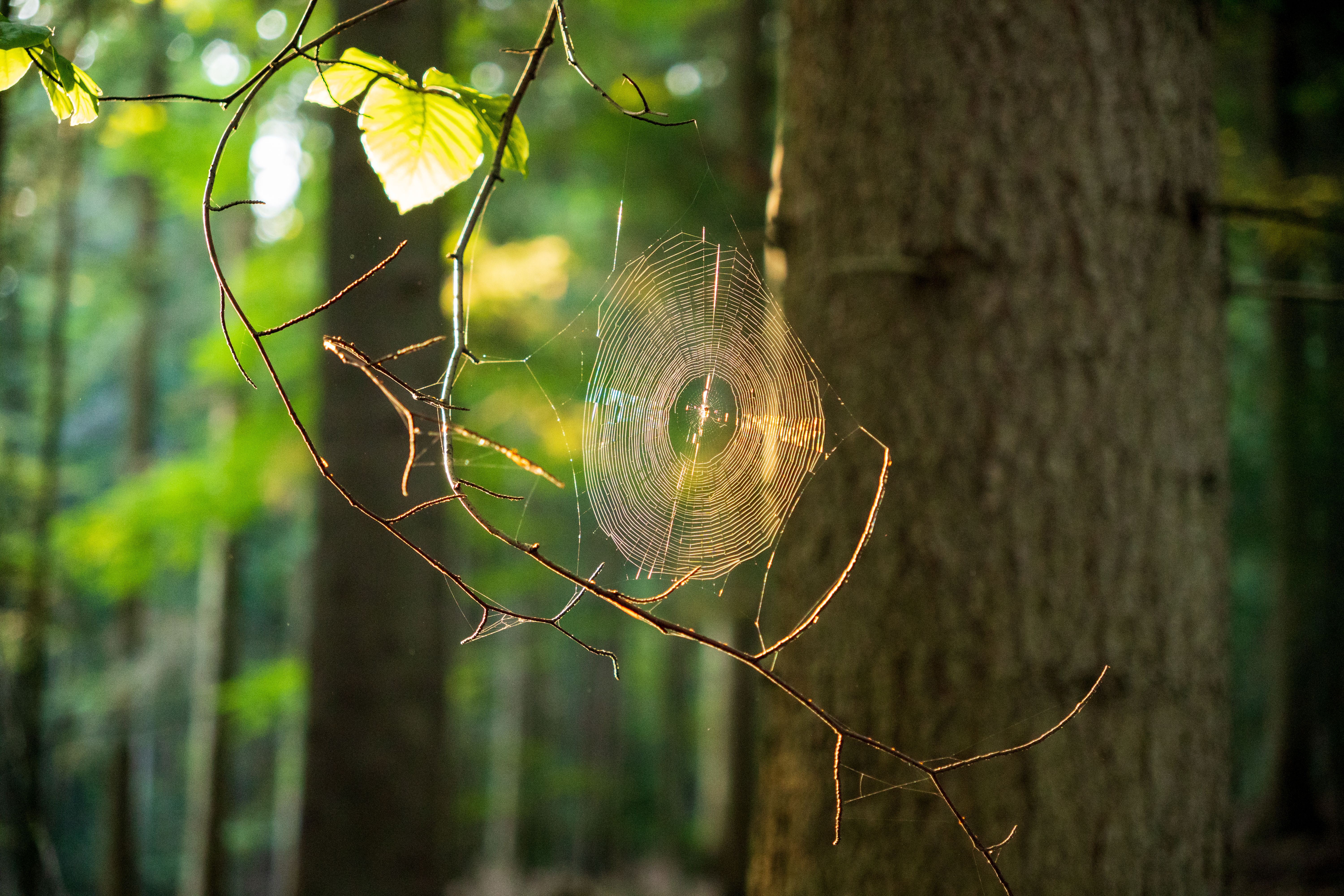 Foto: Michał Robak / Pexels
