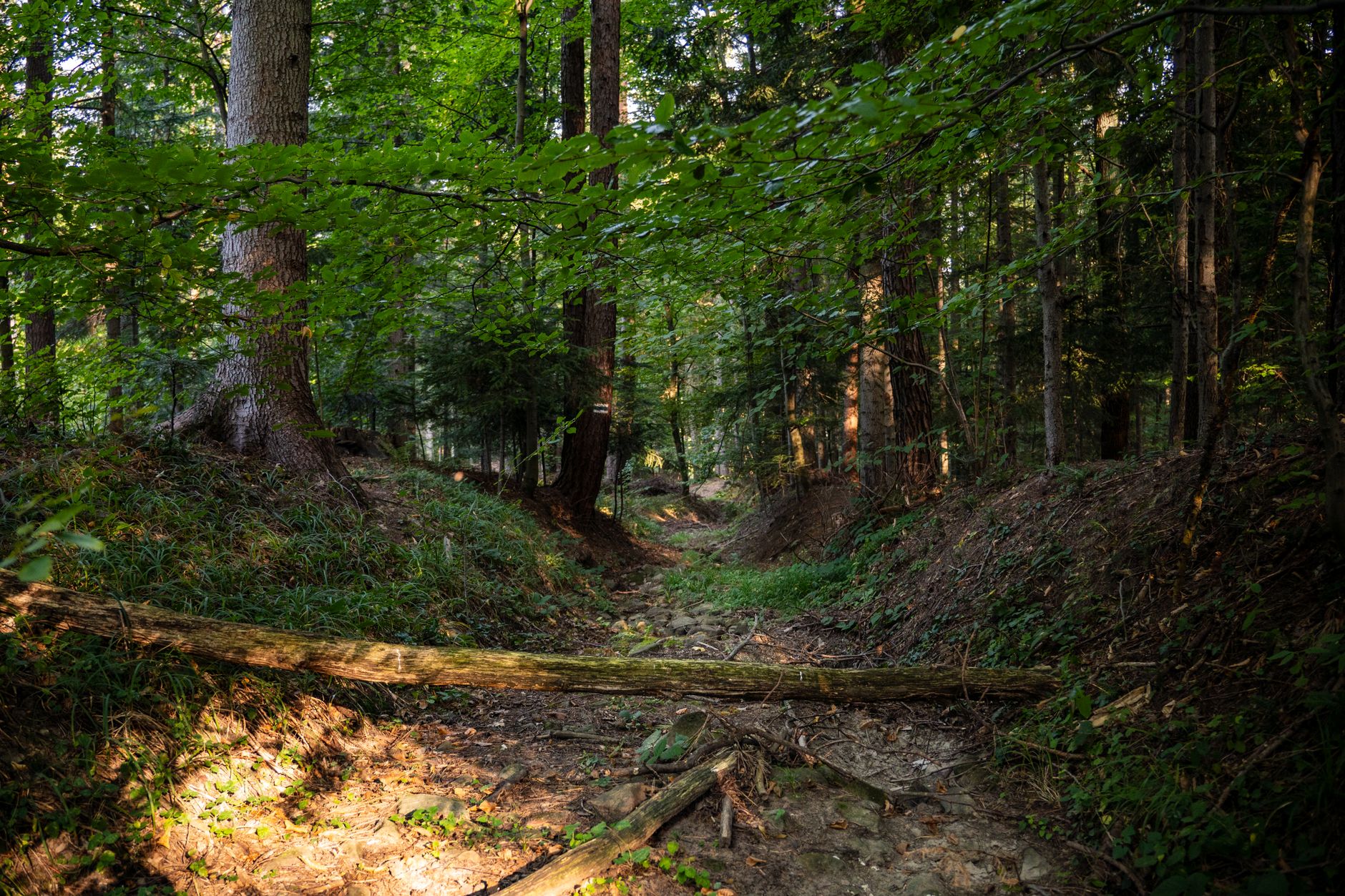 Białowieża Forest