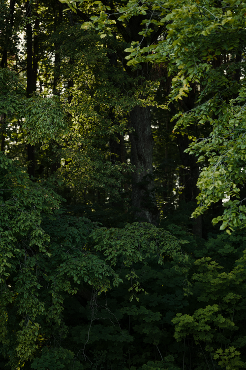 Free Dense forest with lush green foliage and sunlight filtering through the leaves. Stock Photo