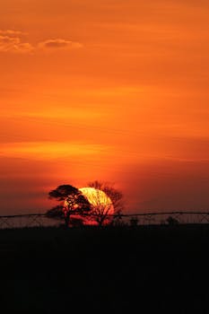 Stunning sunset with silhouette of trees and fence against a vibrant orange sky.