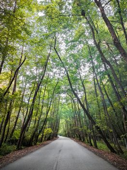 Discover the serene beauty of a tree-lined road in a lush forest, perfect for nature lovers.