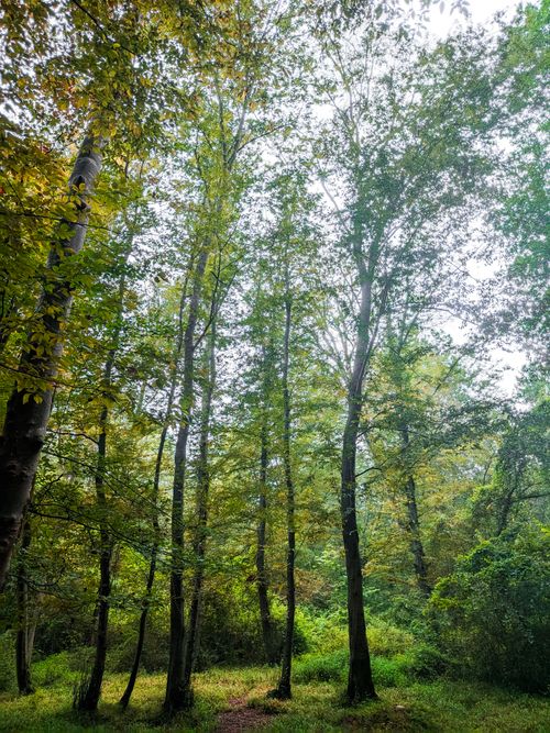 Free Lush green forest with tall trees in Mazandaran, perfect for nature lovers. Stock Photo