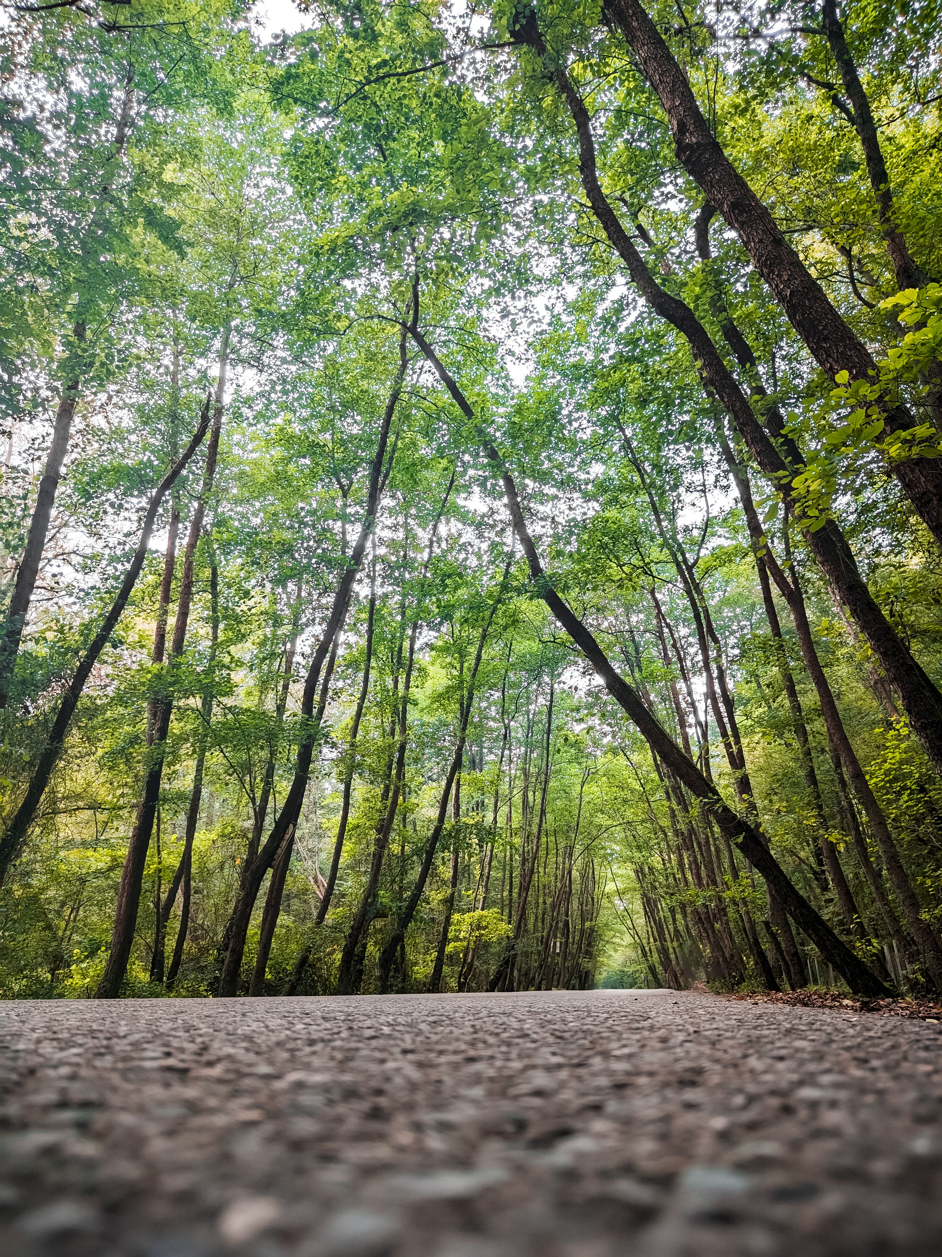 A road in the woods with trees on both sides · Free Stock Photo