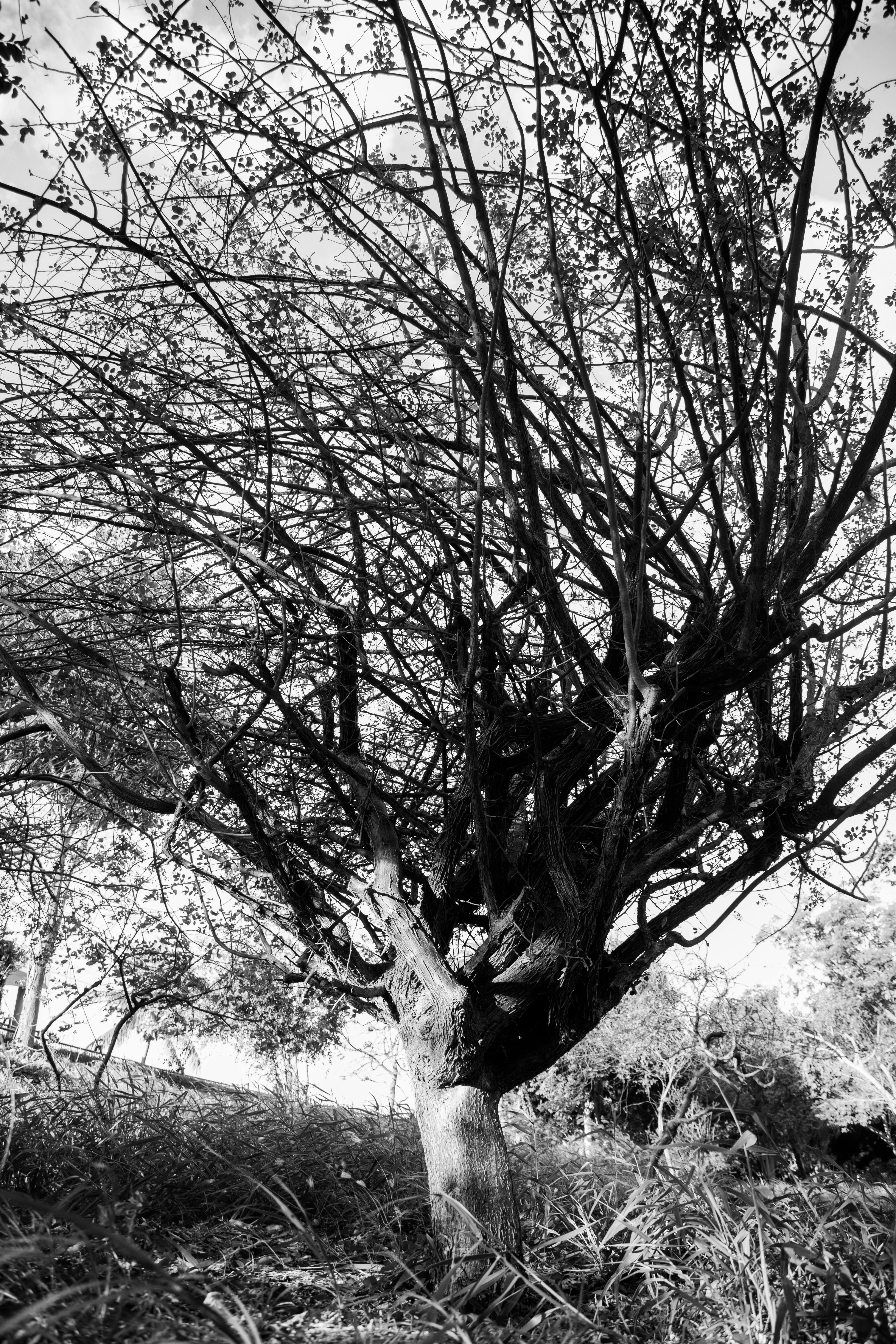 a black and white photo of a tree