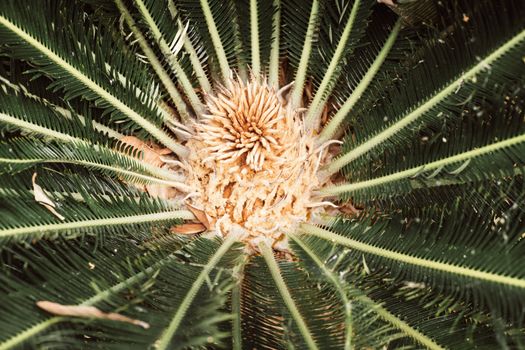 Intricate pattern of a cycad palm frond captured from above with green and beige tones.