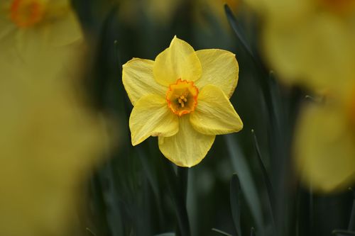 Free Close-up of a bright daffodil flower with blurred greenery, symbolizing spring growth. Stock Photo