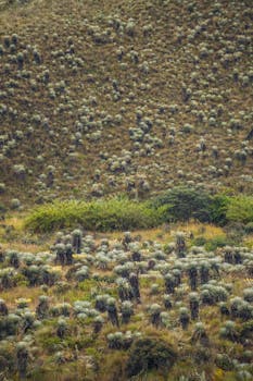Lush paramo vegetation in Guasca, Cundinamarca, showcasing diverse flora under a cloudy sky.