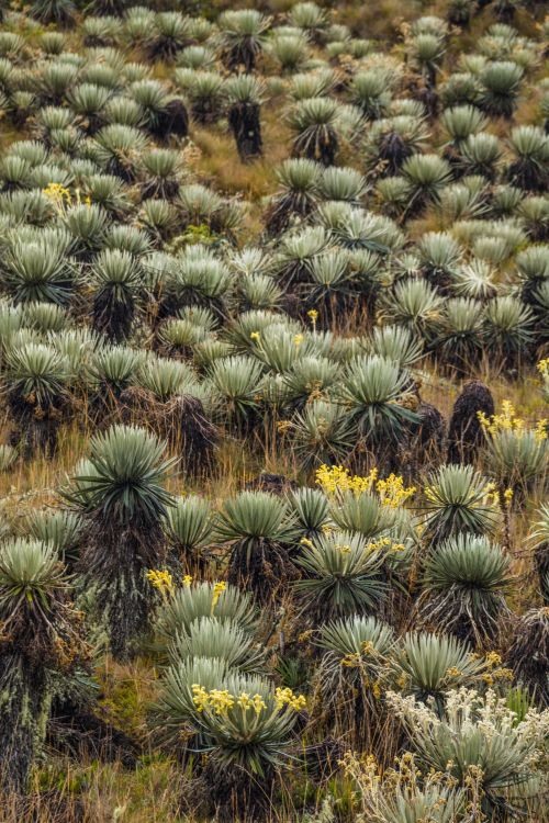 Free Frailejones plants flourish in the unique Guasca páramo landscape, Colombia. Stock Photo