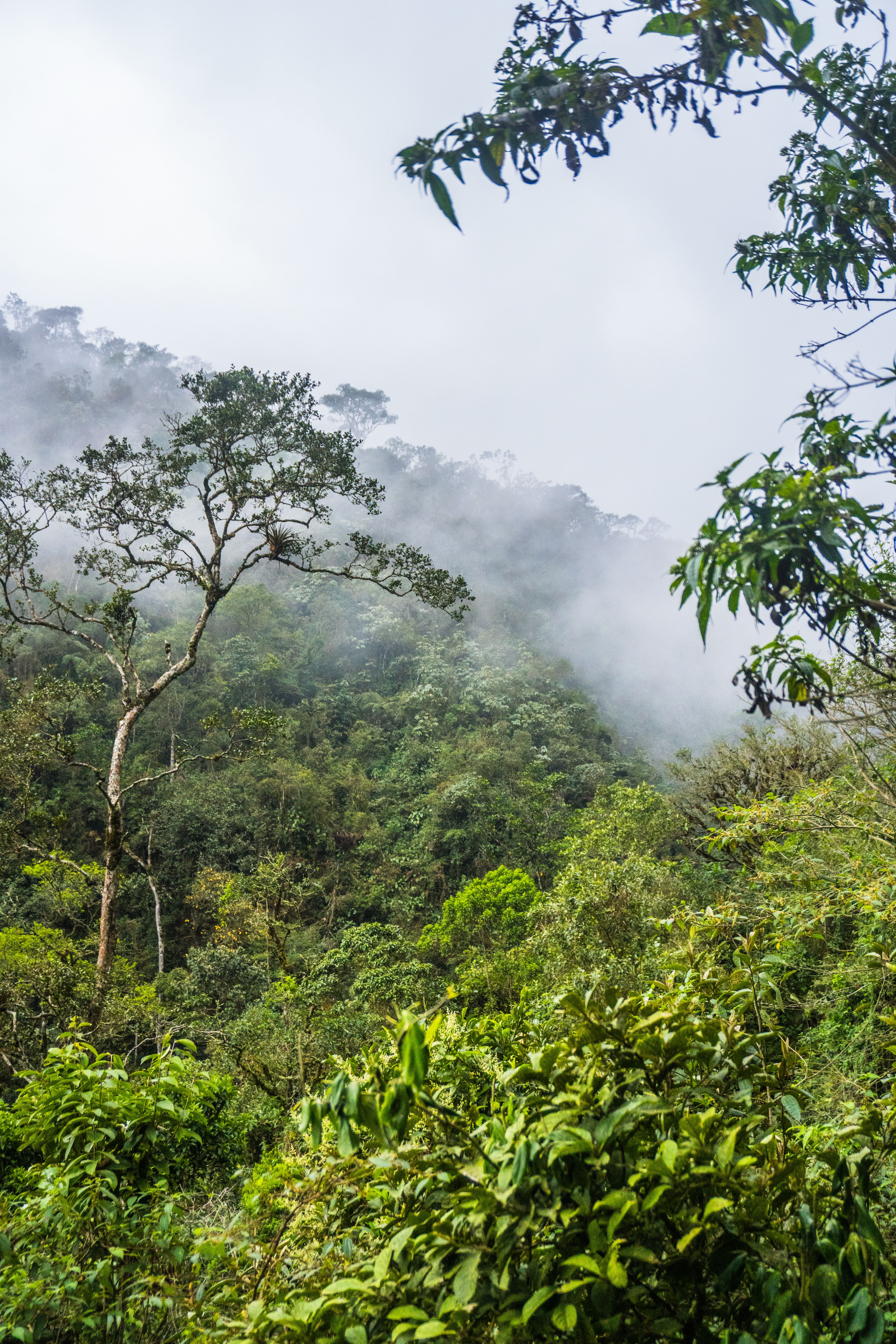 Lush, foggy forest landscape in Colombia's Cundinamarca region, showcasing nature's beauty.