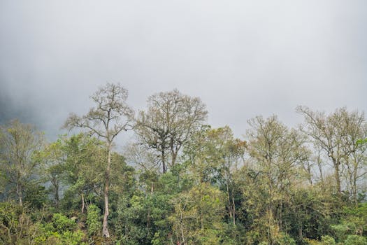 Captivating view of a misty forest in San Francisco, Cundinamarca, Colombia with vibrant greenery.