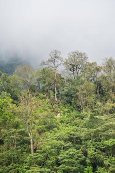 Explore the lush, misty rainforest of San Francisco, Colombia at dawn, showcasing nature's beauty and biodiversity.