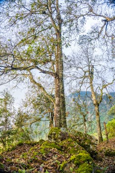 Lush trees in the San Francisco forest, Cundinamarca, Colombia during fall.