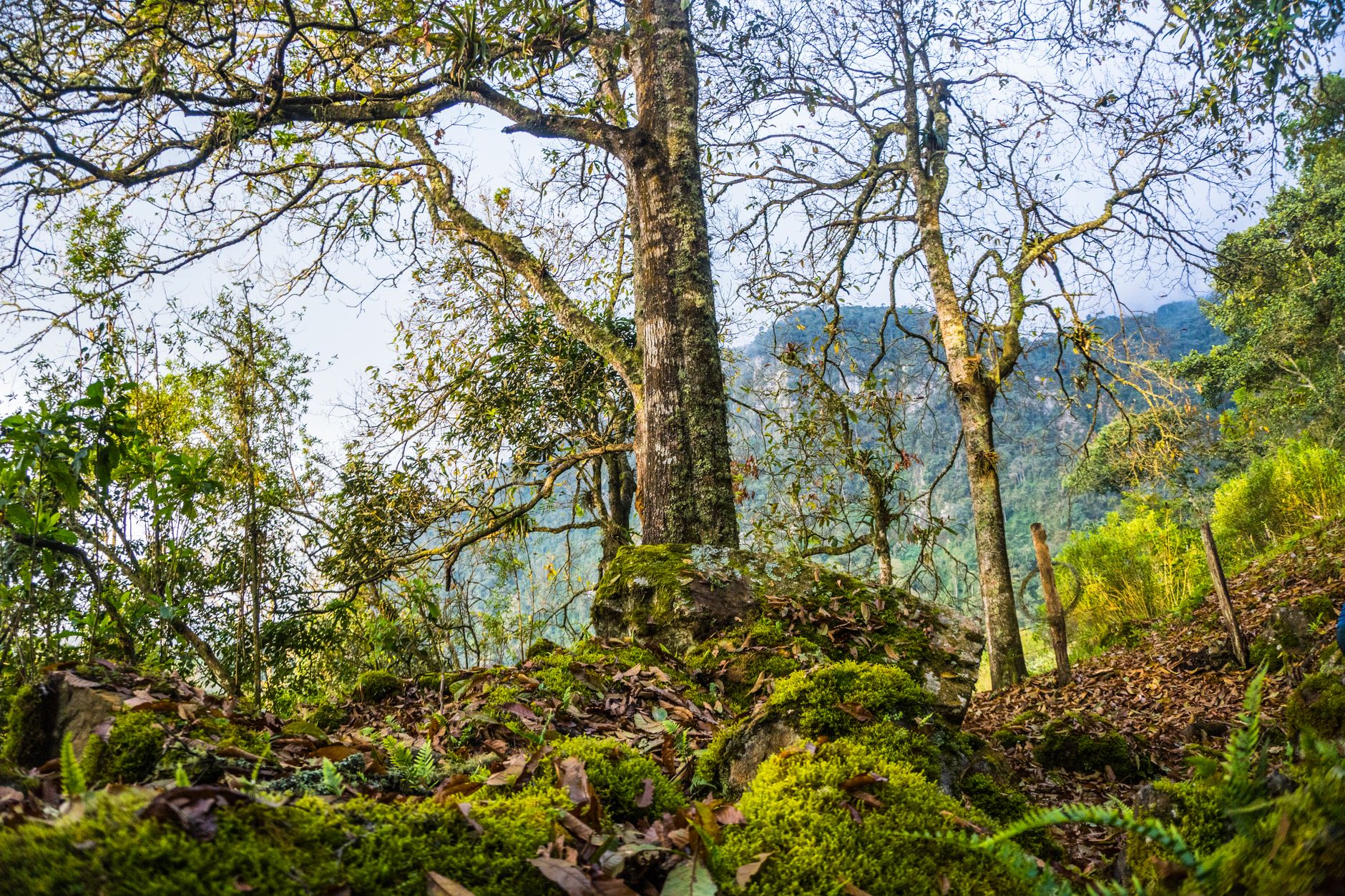 Vibrant forest scene in San Francisco, Colombia with lush greenery and mountainous backdrop.