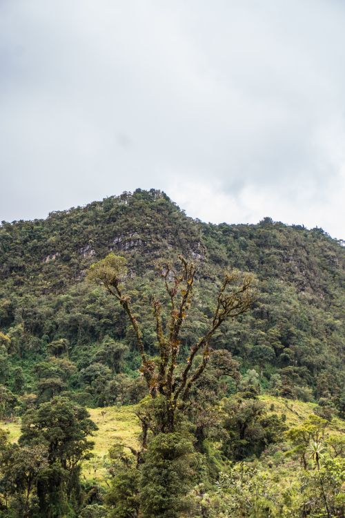 Free Explore the lush, vibrant landscapes of Choachí, Colombia, showcasing dense forests and mountainous terrains. Stock Photo