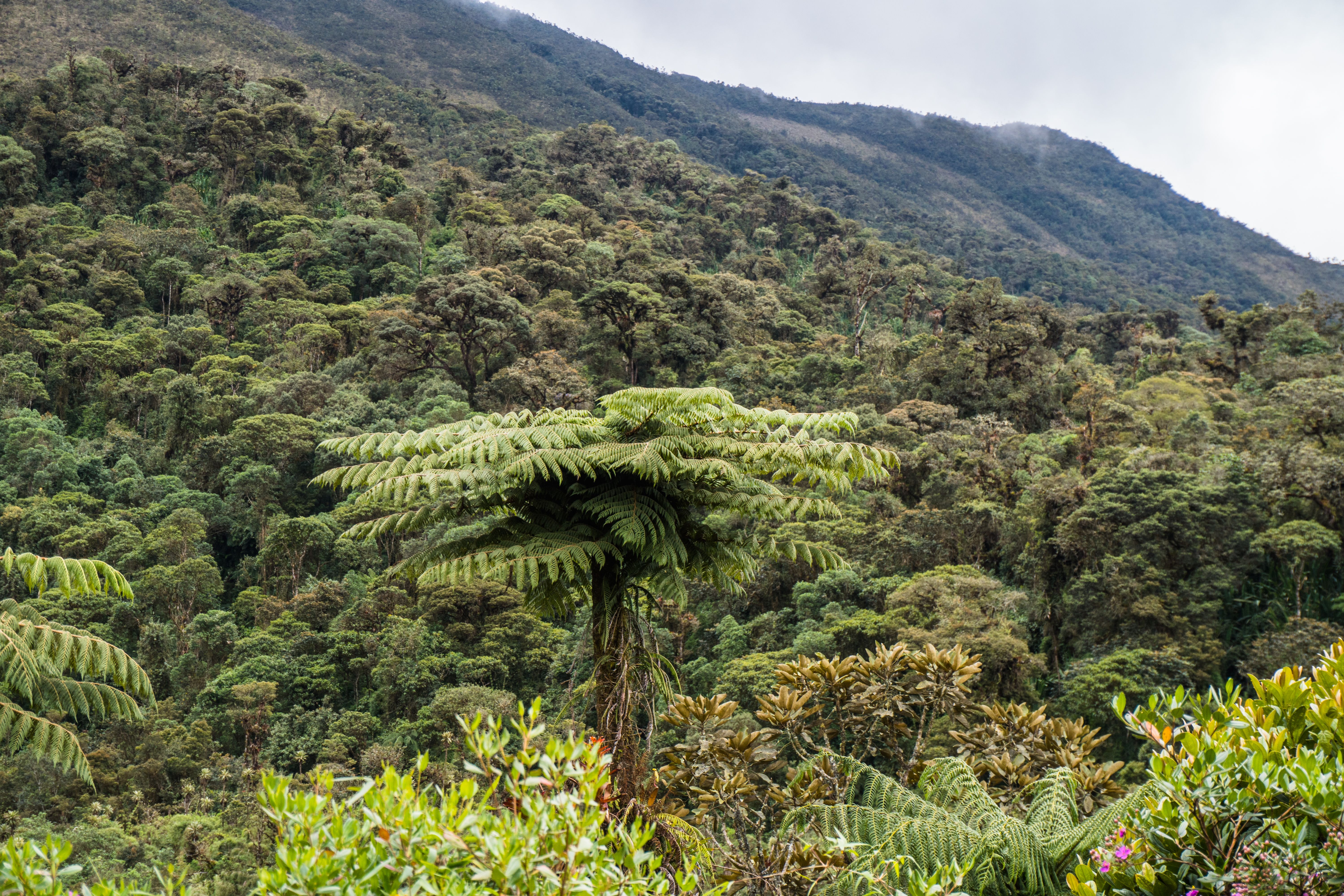 2 Day Earth Medicine: Psilocybin Trip in Santa Teresa, Costa Rica 2