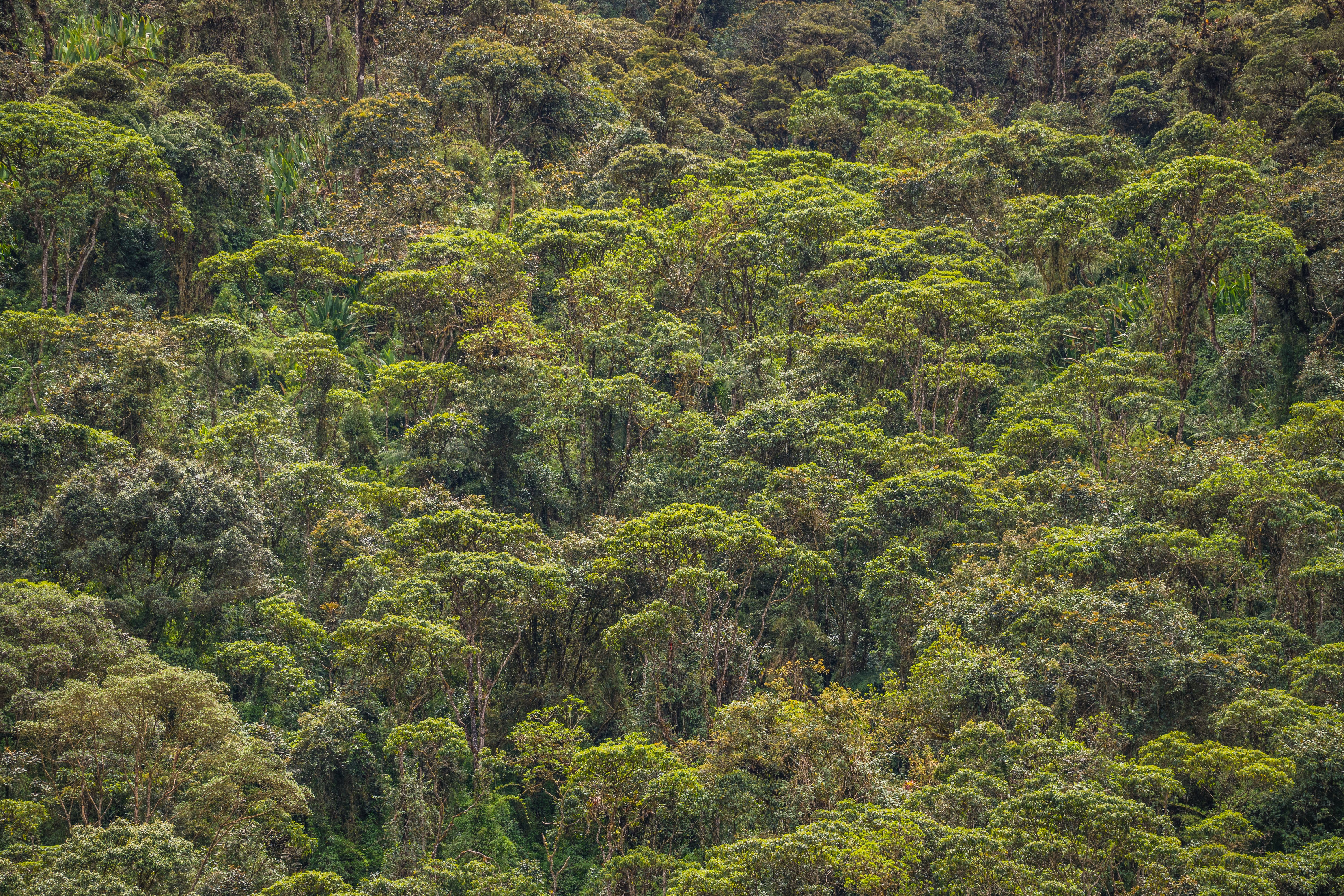 Bosque y montana, Rwanda